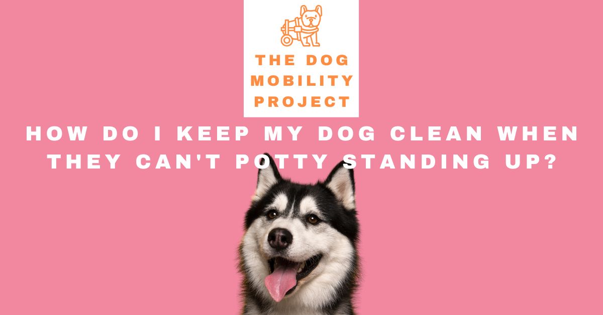 Potty hygiene for paralyzed dogs