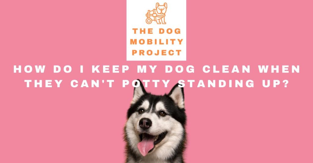 How Do I Keep My Dog Clean When They Can’t Potty Standing&nbsp;Up?