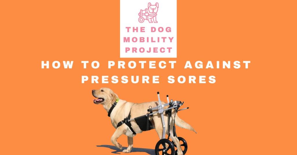 How Do I Protect My Dog from Getting Pressure Sores or Skin Issues from the&nbsp;Wheelchair?