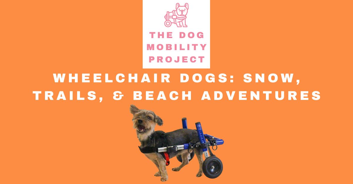 Dog wheelchair adventures