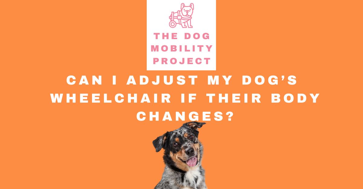 Can I adjust my dog's wheelchair if their body changes?