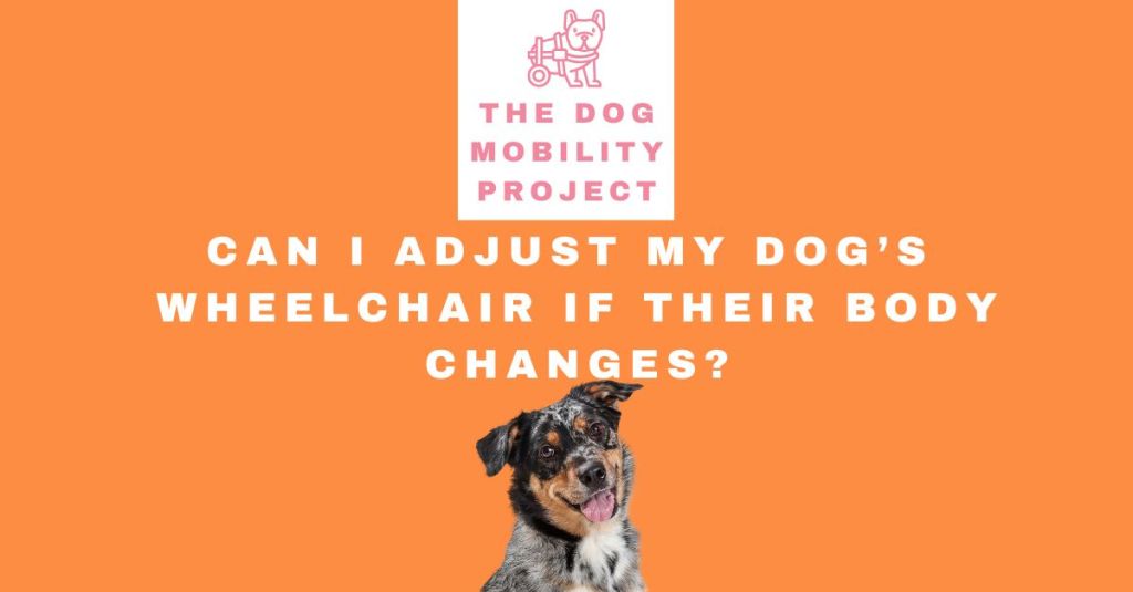 Can I Adjust My Dog’s Wheelchair if Their Body&nbsp;Changes?