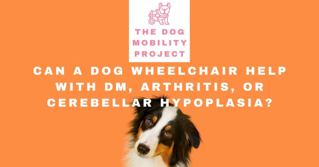 Can a Dog Wheelchair Help with Degenerative Myelopathy, Arthritis, or Cerebellar&nbsp;Hypoplasia?
