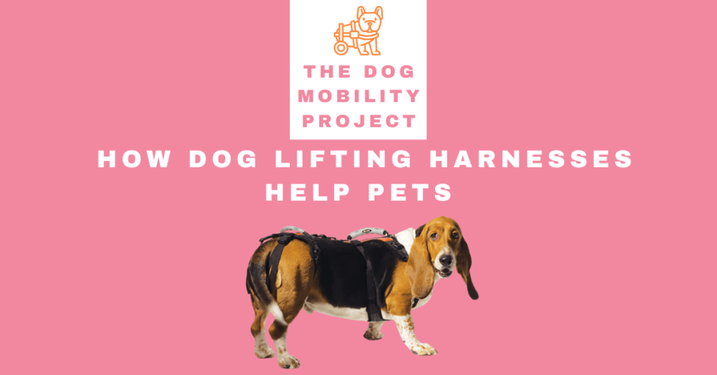 How Dog Lifting Harnesses Help Pets with Mobility&nbsp;Challenges