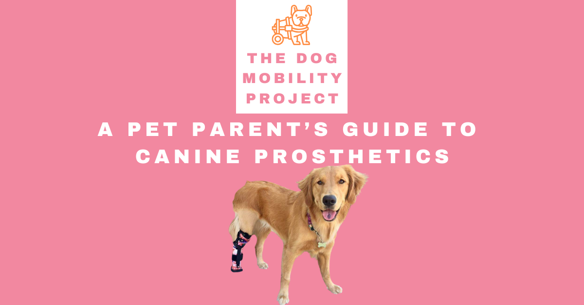 A Pet Parent’s Guide to Canine Prosthetics