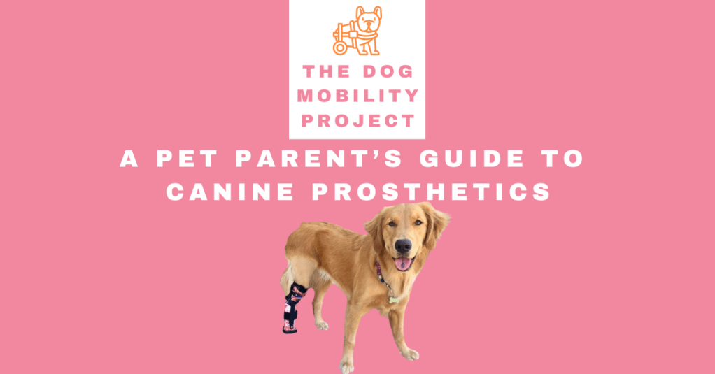Helping Dogs Thrive on Three (or Fewer) Legs: A Pet Parent’s Guide to Canine&nbsp;Prosthetics