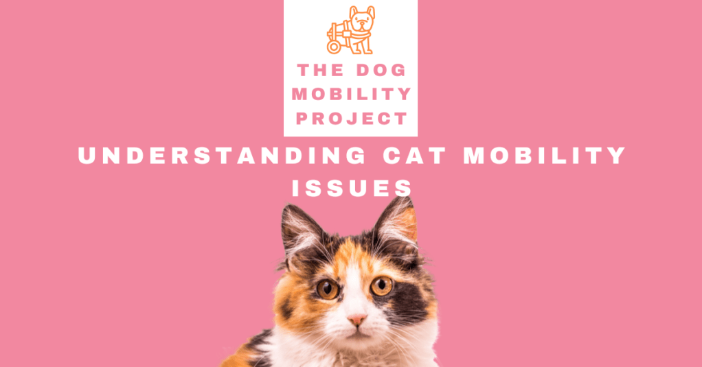 Mobility Issues in Cats: How Cat Wheelchairs Can&nbsp;Help