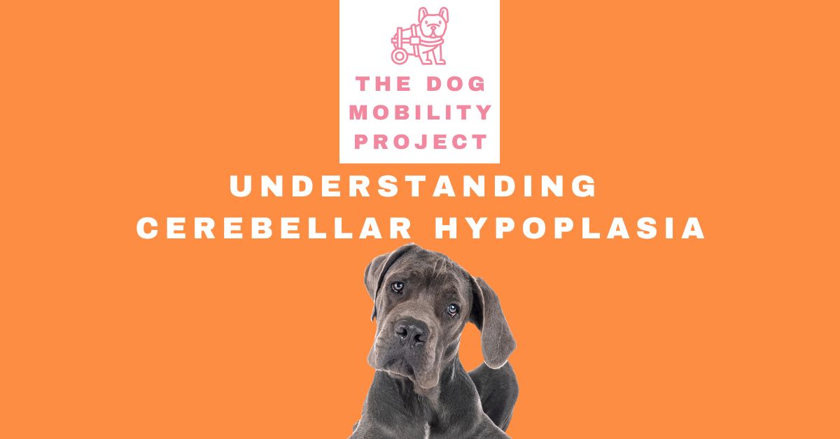 Cerebellar Hypoplasia in Dogs: Symptoms, Mobility & Long-Term Care