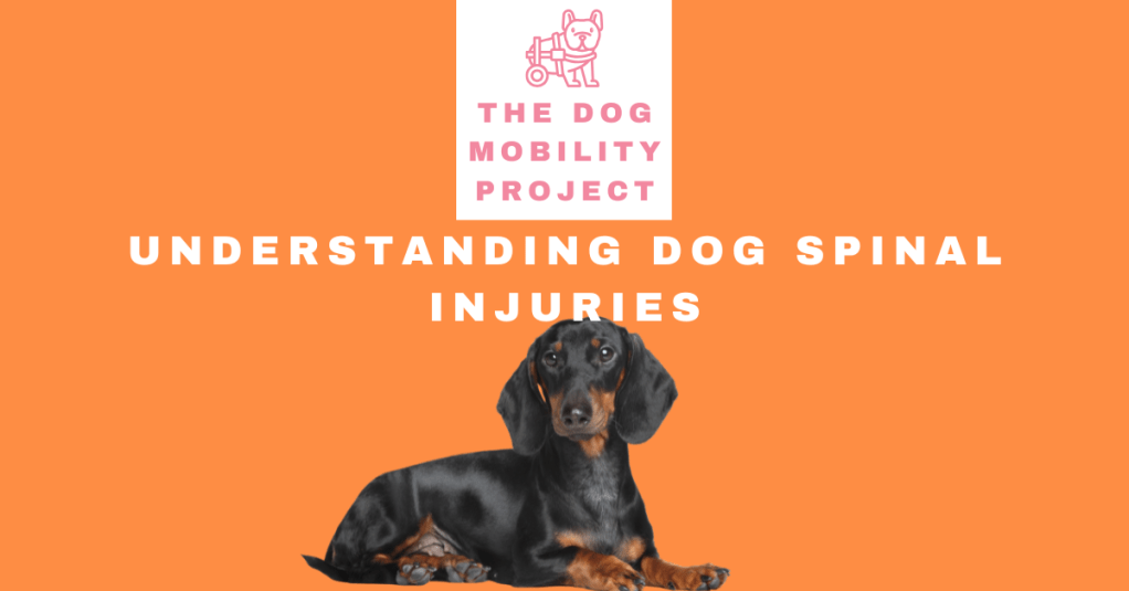 Understanding Dog Spinal Injuries and How to Support&nbsp;Mobility