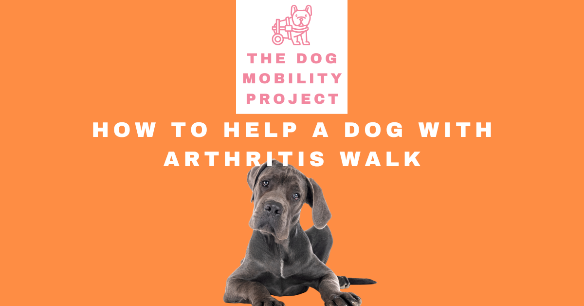 How to Help a Dog with Arthritis Walk