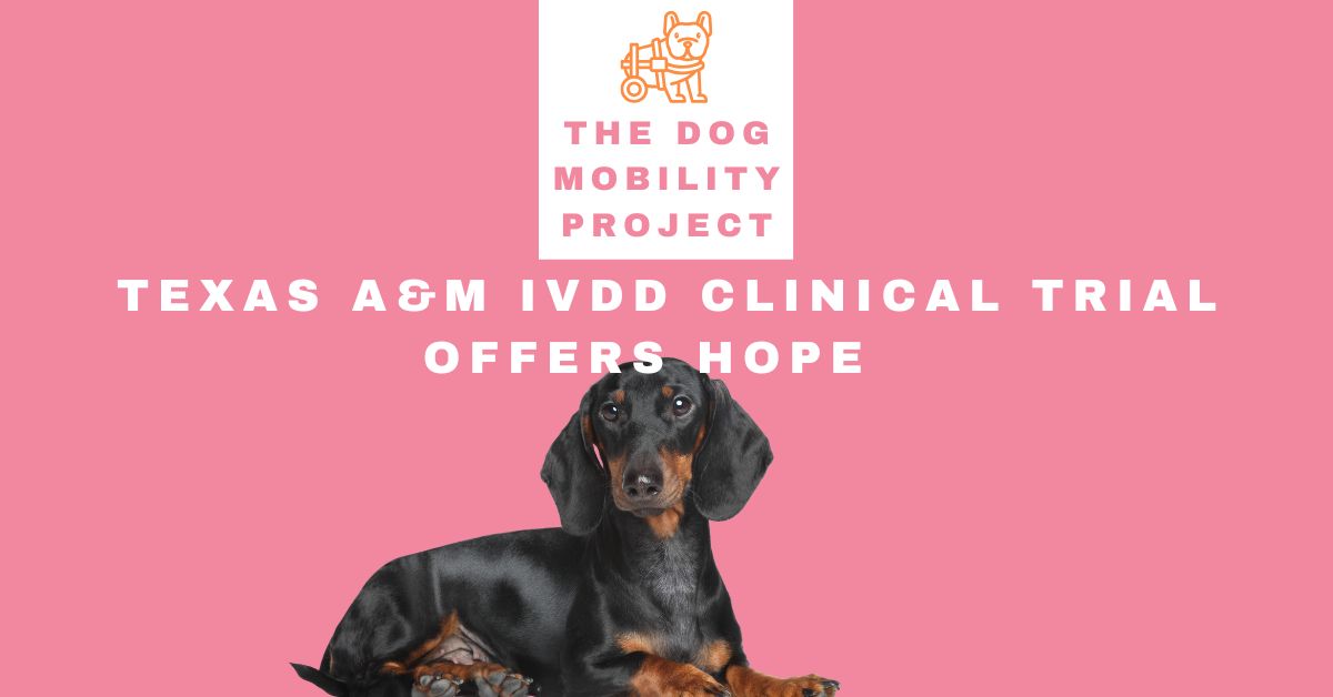 New IVDD treatment discovered in Trial