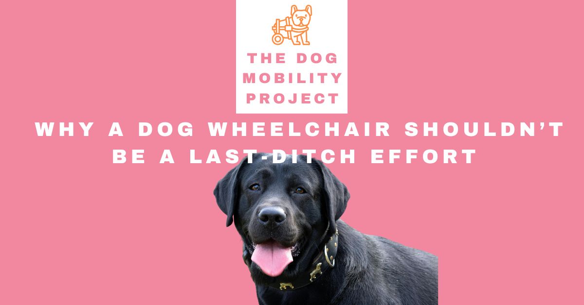 Don’t Wait Too Long: Why a Dog Wheelchair Shouldn’t Be a Last-Ditch Effort