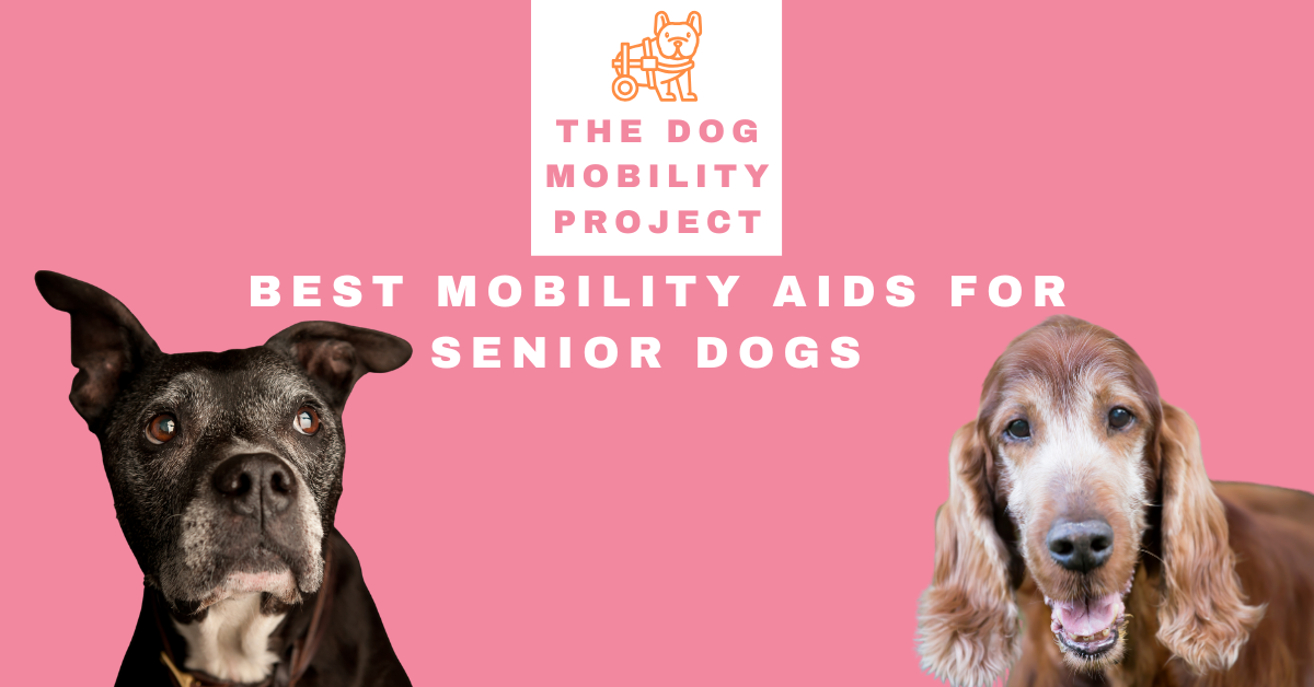 Best mobility aids for senior dogs