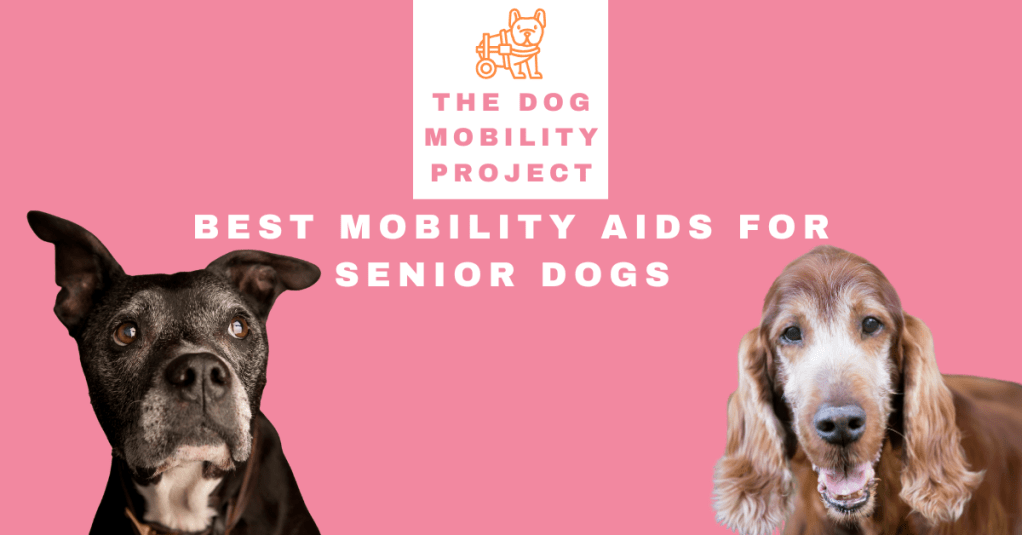 Best Mobility Aids for Senior Dogs: A Practical Guide for Pet&nbsp;Parents