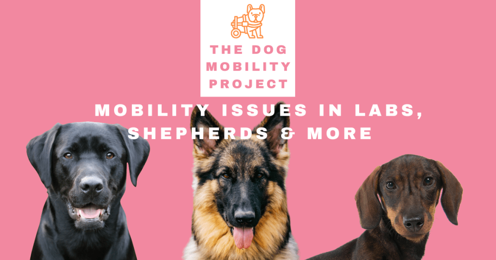 Breed Risks You Should Know: Mobility Issues in Labs, Shepherds &&nbsp;More