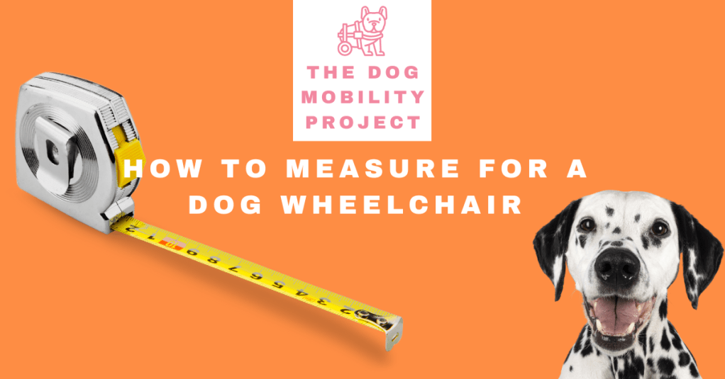 How to Measure Your Dog for a Wheelchair&nbsp;(Step-by-Step)