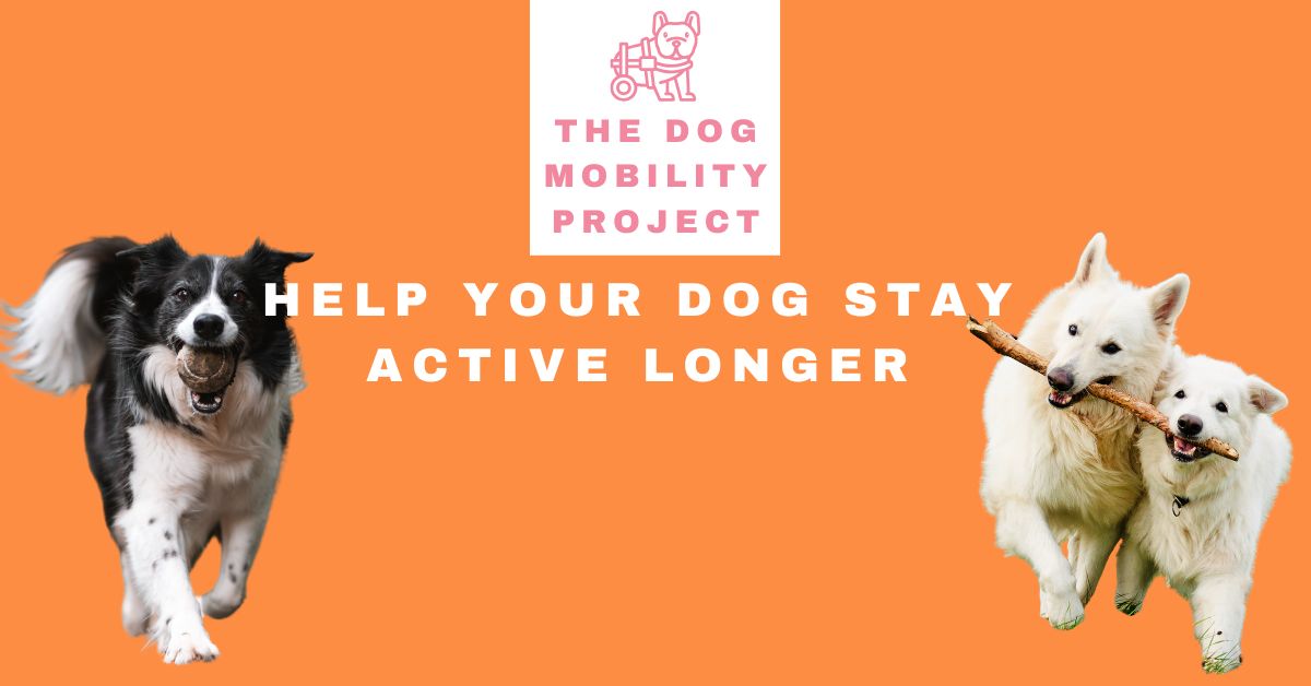 Help Your Dog Stay Active Longer