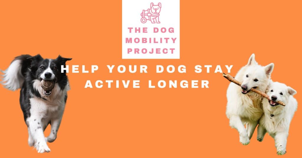 Preventive Health for Mobility-Challenged Dogs: Helping Your Dog Stay Active Longer