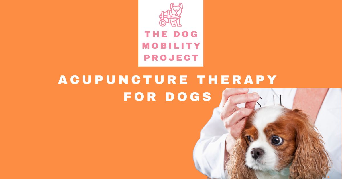 Acupuncture Therapy for Dogs