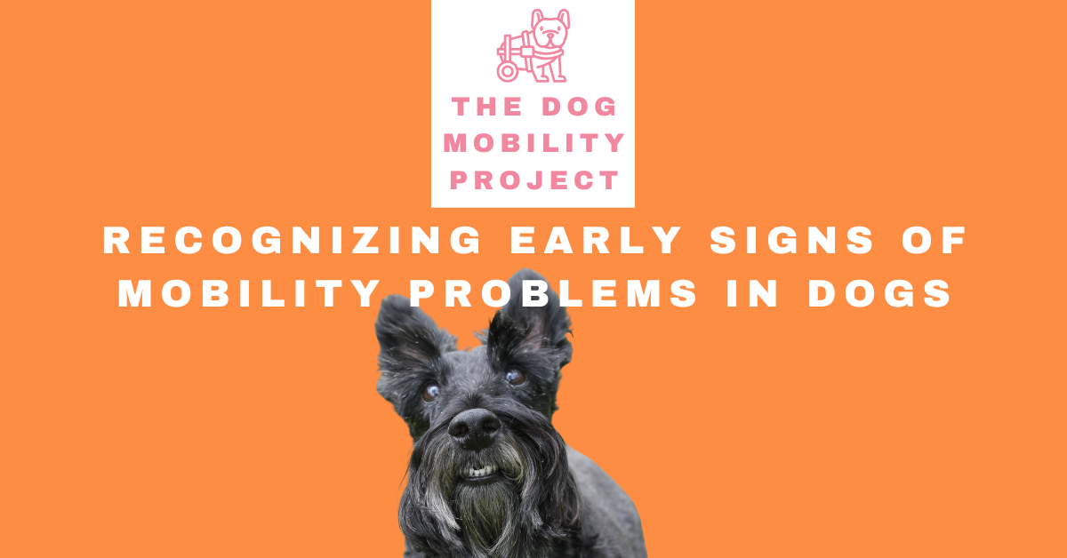 How to Recognize Early Mobility Problems in Dogs: Subtle Signs and What to Do