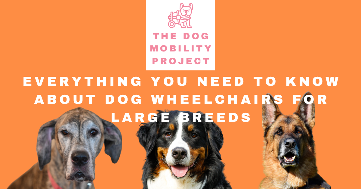 Wheelchairs for large dogs