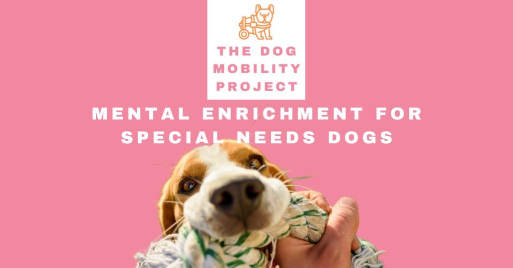 Mental Enrichment for Special Needs Dogs: Games, Puzzles & Sensory&nbsp;Play