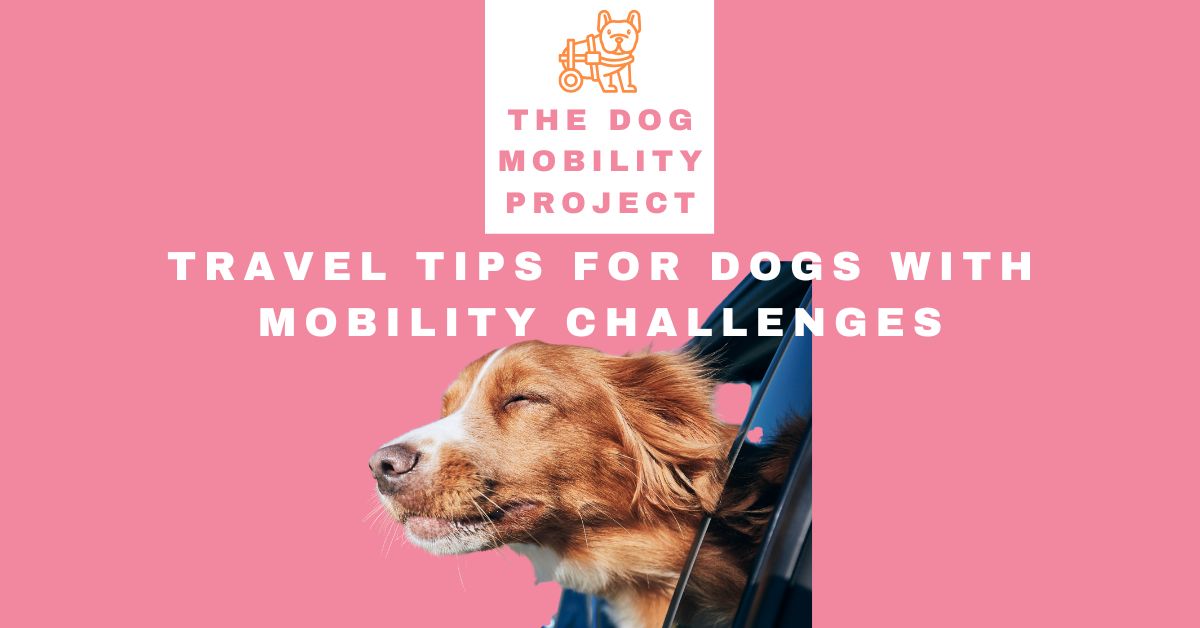 How to Safely Transport a Mobility-Impaired Dog: Car Travel, Lifting & Transportation Tips