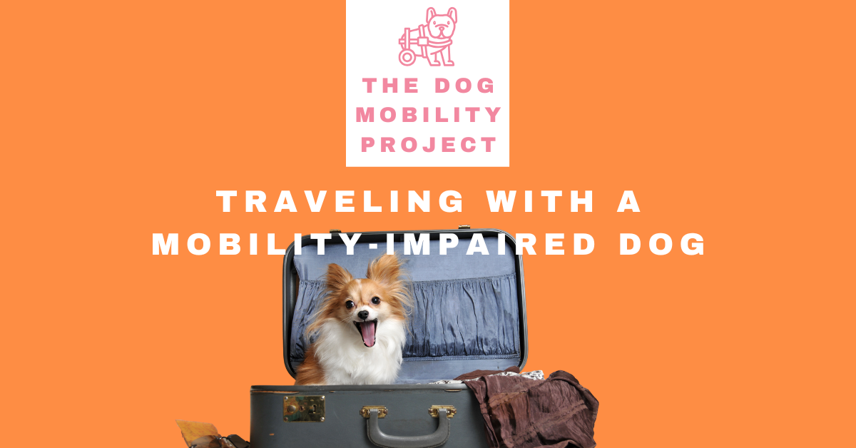 Traveling With a Mobility-Impaired Dog