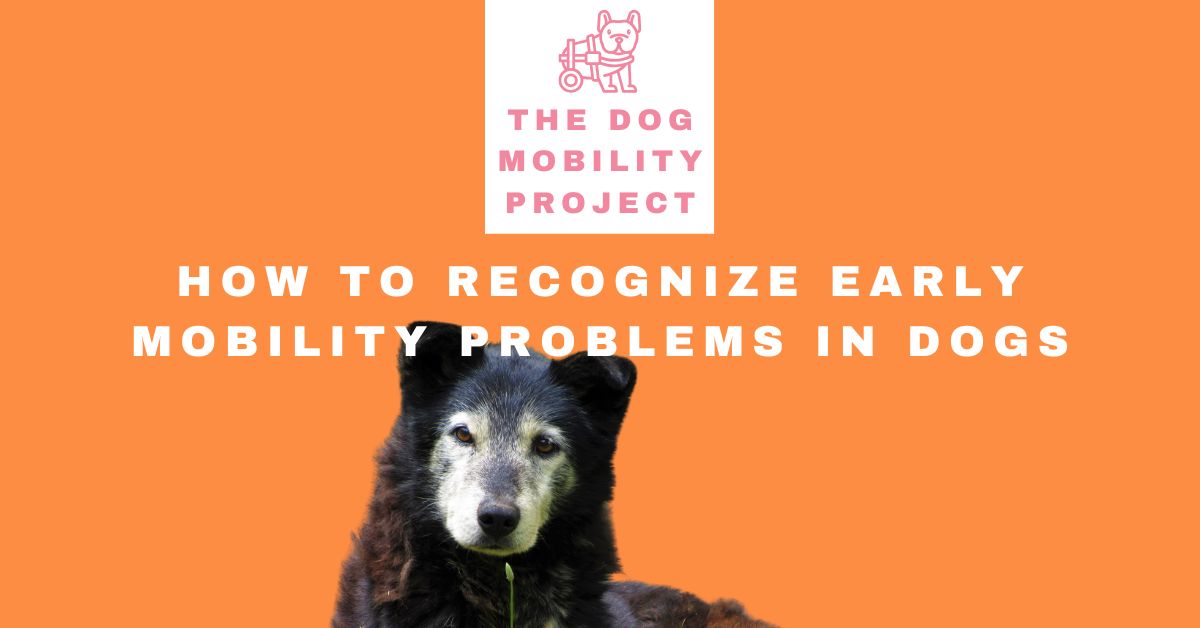 Early Signs of Mobility Problems in Dogs: Symptoms, Causes & What to Do