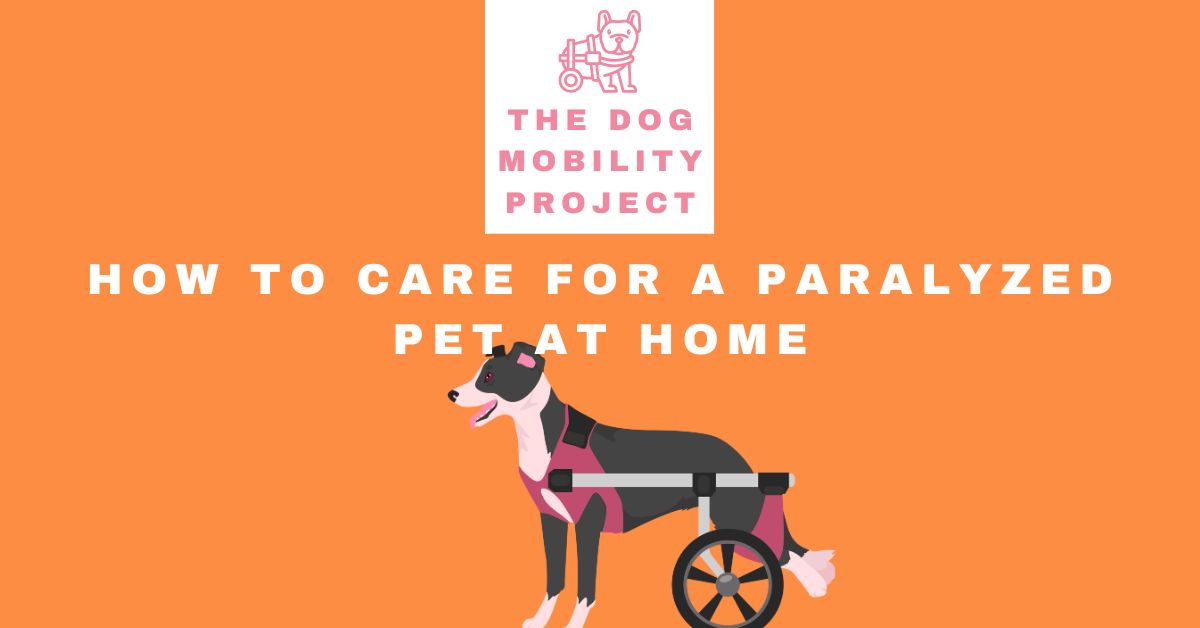 How to Care for a Paralyzed Dog at Home: A Complete Daily Care Guide