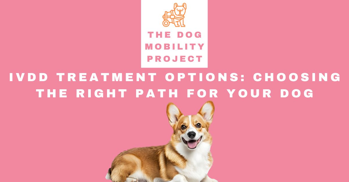 IVDD Treatment Options: How to Choose the Right Path for Your Dog