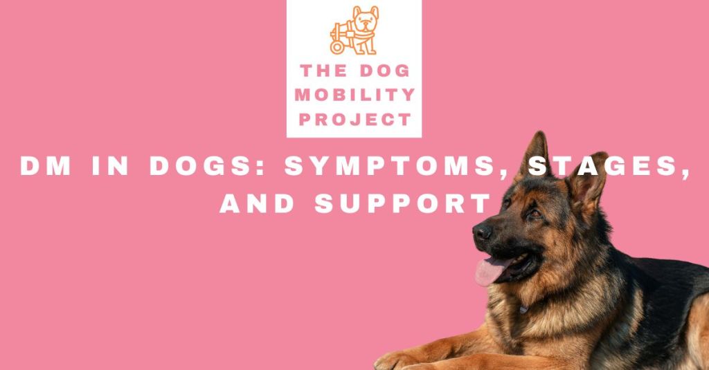 DM in Dogs: Symptoms, Stages, and&nbsp;Support