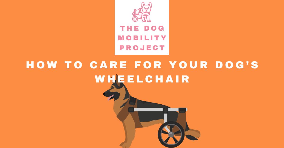 How to Care for Your Dog's Wheelchair