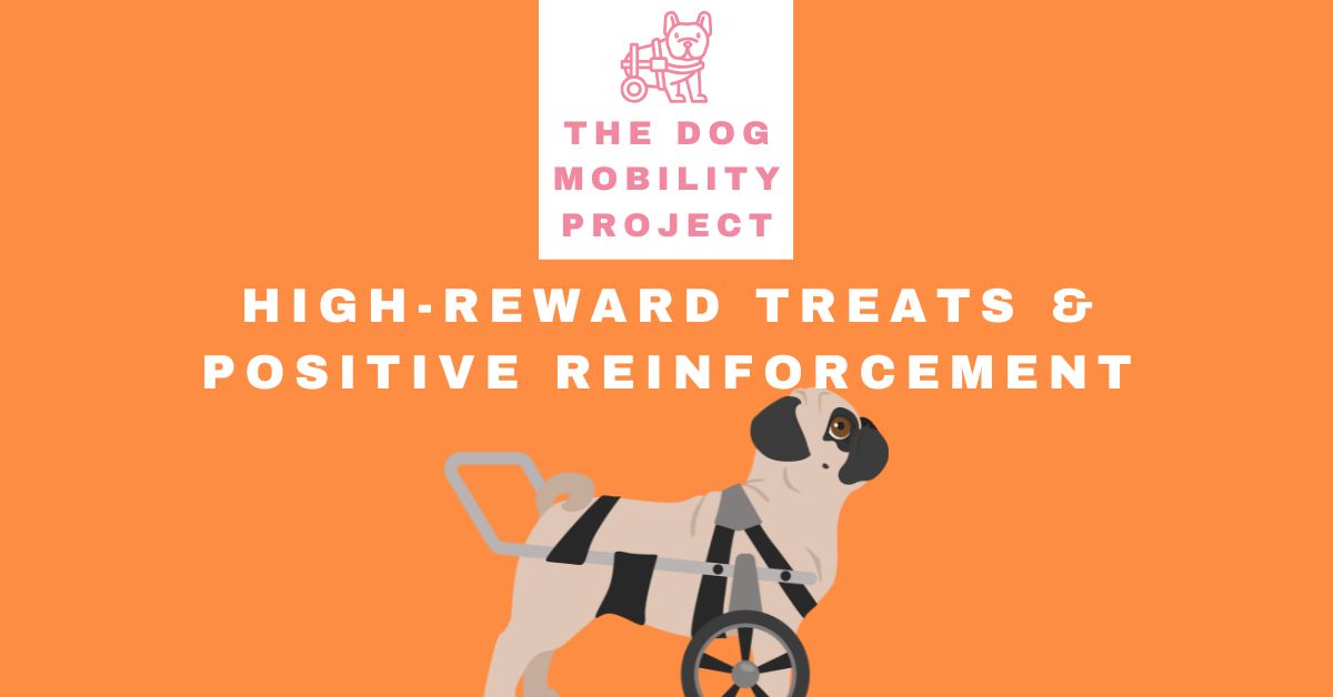 High-Reward Treats & Positive Reinforcement: Helping Your Dog Adjust to Their New Wheelchair