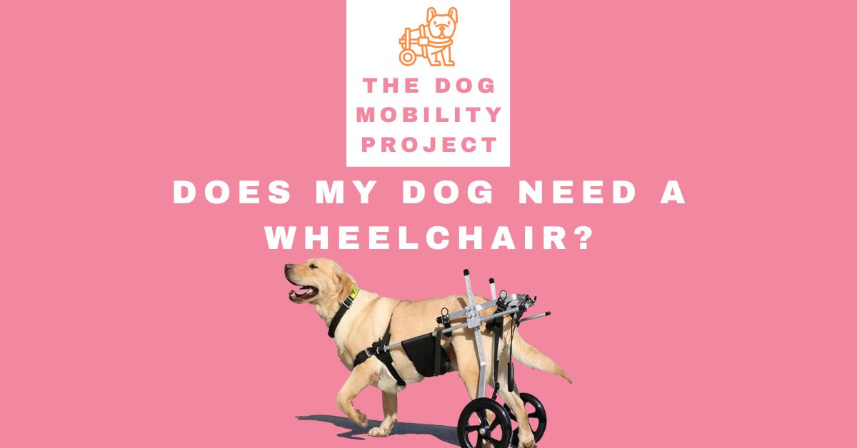Does my dog need a wheelchair?