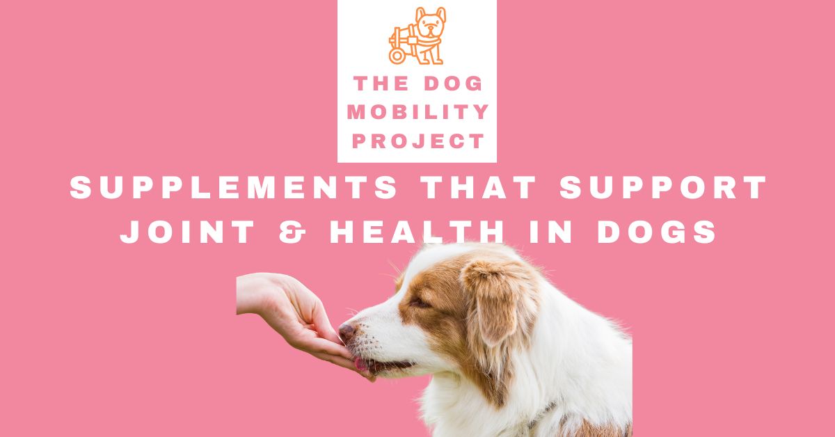 Supplements That Support Joint & Nerve Health in Dogs