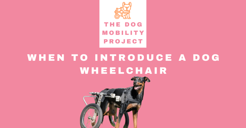 When to Introduce a Dog Wheelchair: A Complete Guide for Pet&nbsp;Parents