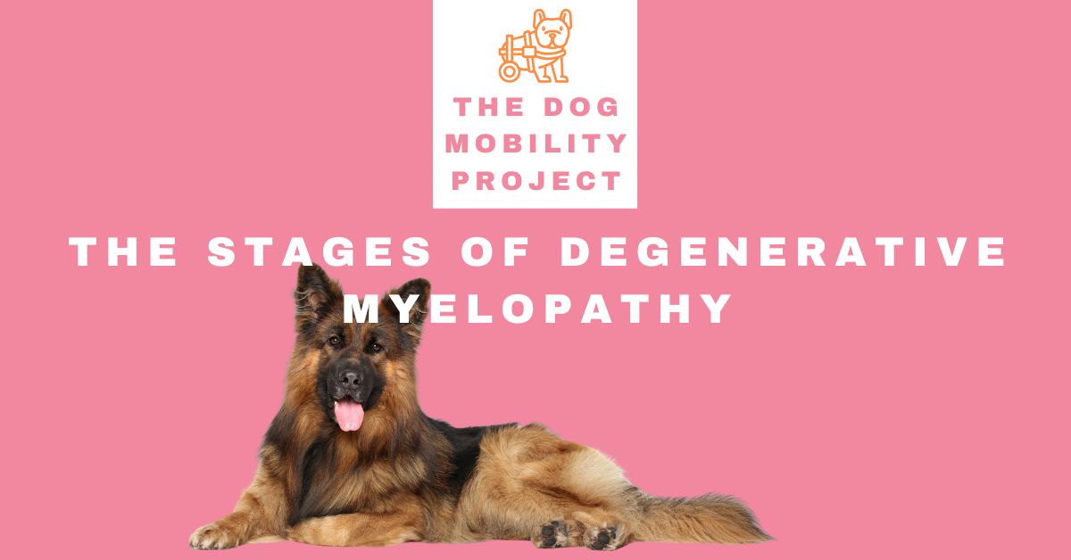 Understanding the Stages of Degenerative Myelopathy in Dogs