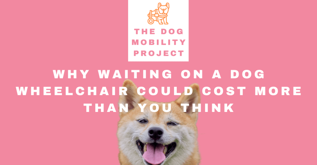 Why Waiting on a Dog Wheelchair Could Cost More Than You Think