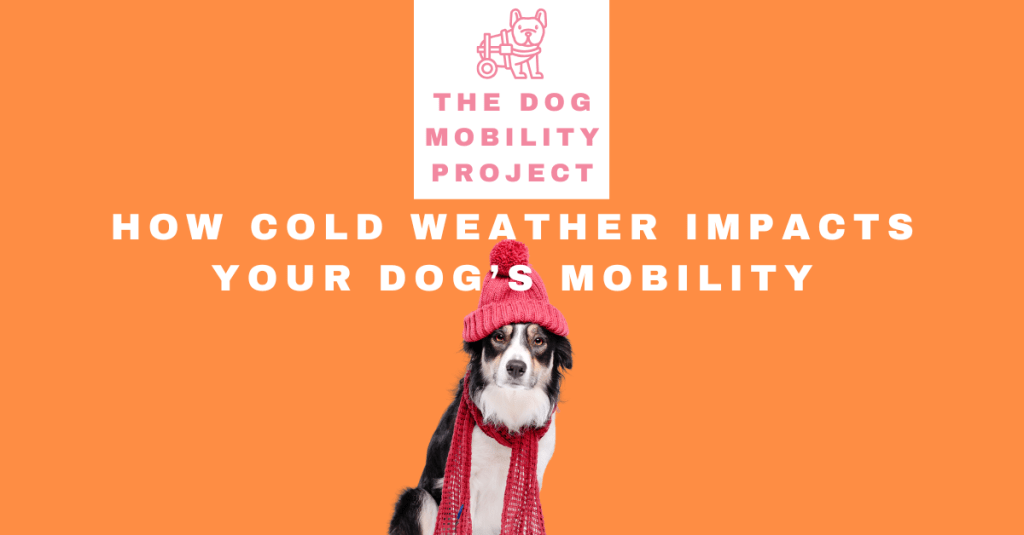 How Cold Weather Impacts Your Dog’s&nbsp;Mobility