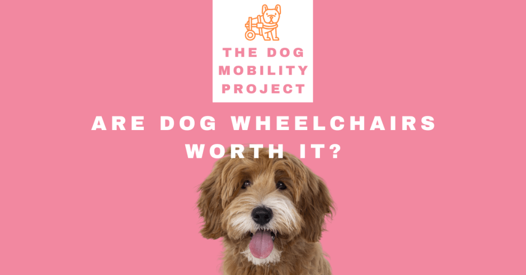 Are Dog Wheelchairs Worth It?
