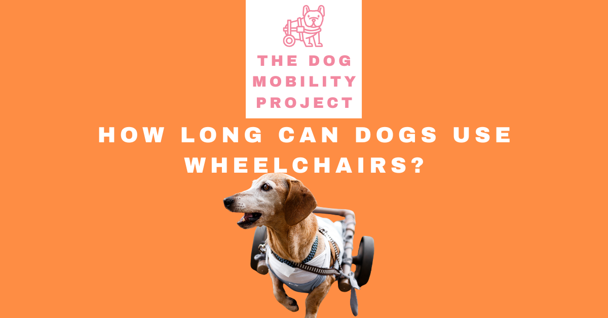 How Long Can Dogs Use Wheelchairs? Daily Use, Long-Term Care & Safety
