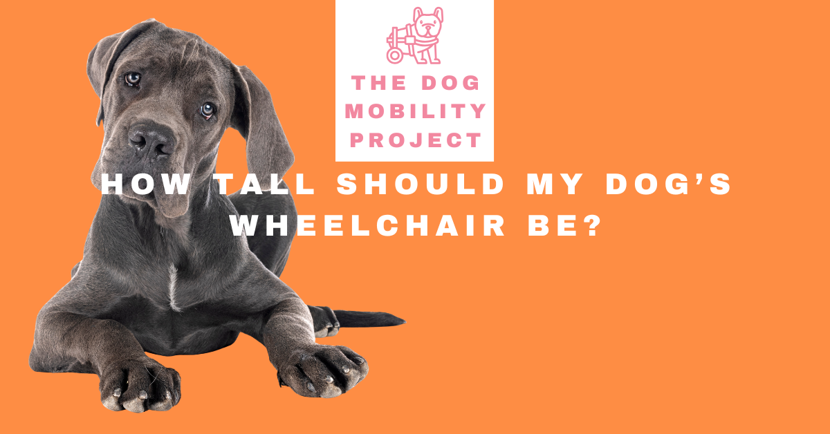 How tall should my dog's wheelchair be?
