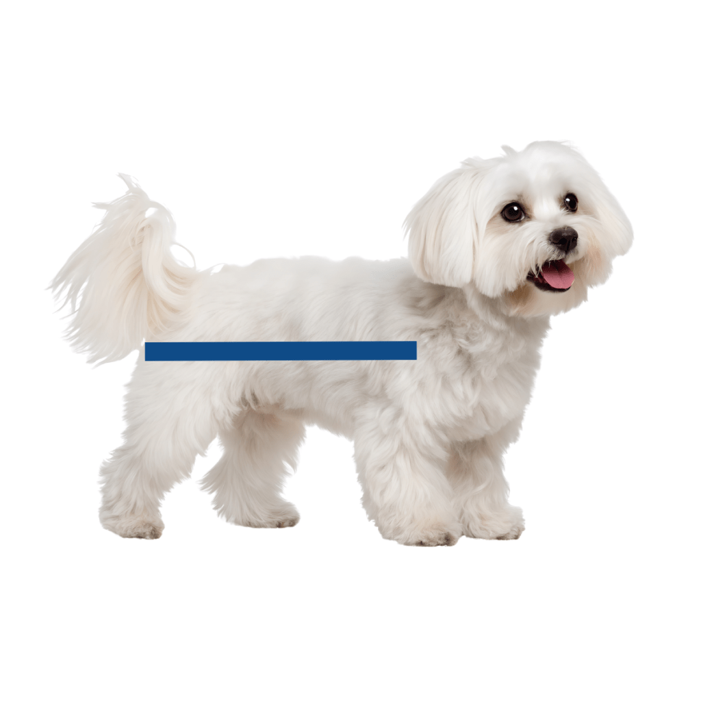 Dog wheelchair height example