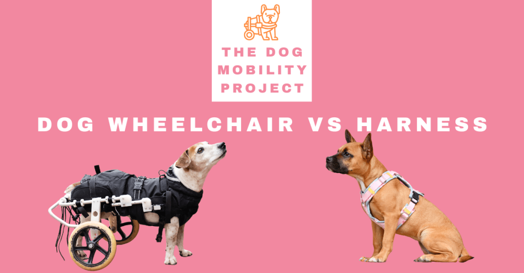 Dog Wheelchair vs Harness: Which Mobility Aid Is Right for Your&nbsp;Dog?