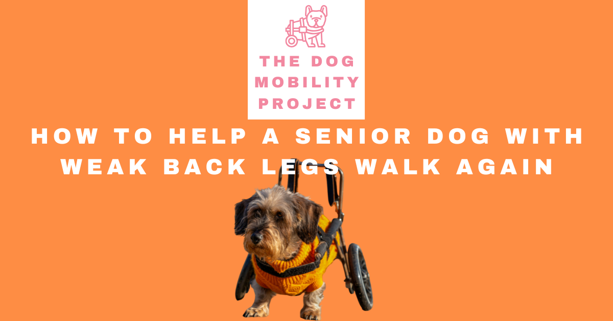 How to Help a Senior Dog With Weak Back Legs Walk Again: A Step-by-Step Guide