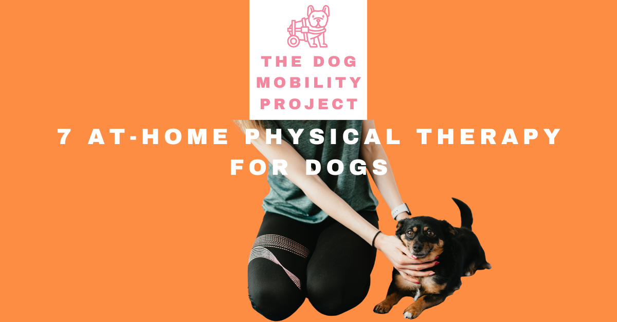 At-Home Physical Therapy for Dogs: 7 Exercises to Improve Strength and Mobility
