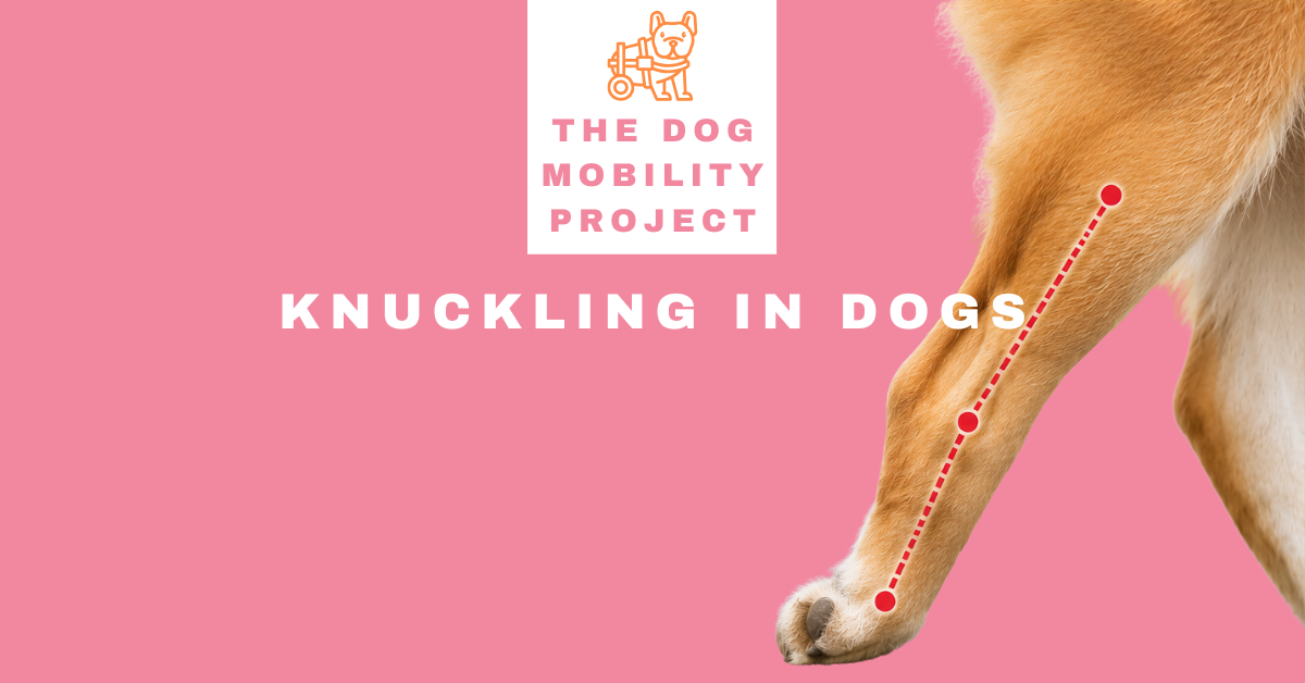 Dog Knuckling: Why It Happens, Treatment Options, and Recovery