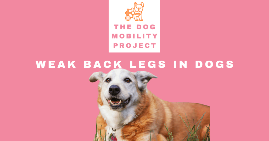 Weak Back Legs in Dogs: 17 Common Causes, Treatment Options, and When to&nbsp;Worry