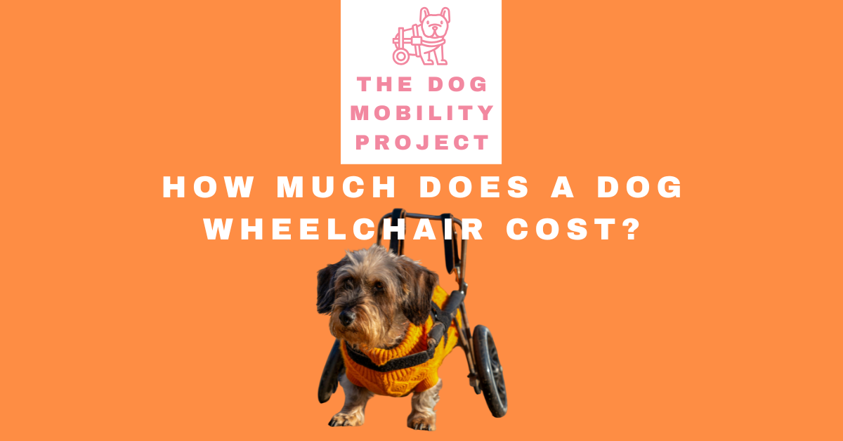 How Much Does a Dog Wheelchair Cost? A Complete Buyer’s Guide (2026)